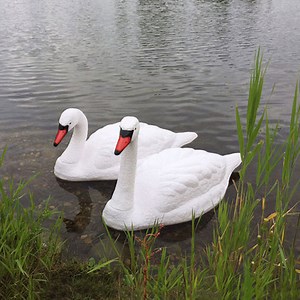 Floating Swan Decoy Pair