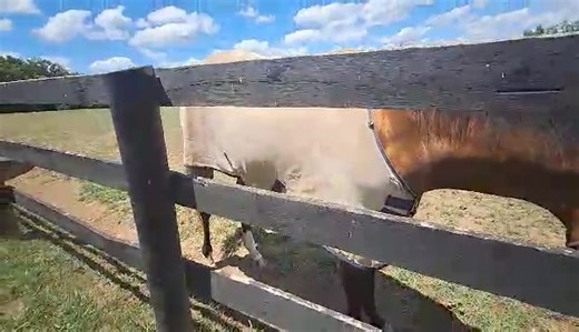Tour guide Joyce visits with Bold and Bossy. | Old Friends