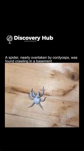 8.4K views · 22 reactions | A spider overtaken by the Cordyceps...
