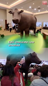 A life-size chocolate cow captivated visitors with its impressive scale and artistry at a chocolate festival in Osorno, Chile. The 550-kilogram pure chocolate sculpture was crafted by master chocolatiers, professional sculptors, and local culinary arts students. At the end of the festival, it was broken up, and pieces of it were auctioned off to attendees. Watch our reel to see how the gigantic yet delicious chocolate cow was prepared! . . . 📷: Sol del Sur #chile #osorno #chocolate #chocolateco