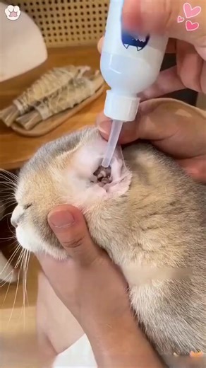 🐾✨ NETTOYANT AURICULAIRE VÉTÉRINAIRE – Dissolution Rapide de la Cire & Formule Apaisante ! La solution professionnelle pour l'hygiène auriculaire de vos compagnons : ✅ Action triple brevetée – dissout la cire, apaise les démangeaisons, prévient les infections 🌿 pH neutre physiologique – adapté aux oreilles sensibles même avec lésions 💧 Embout silicone médical – dosage précis sans risque de perforation du tympan 🐕 Convient tous animaux – chiens, chats, lapins, furets dès 3 mois Prenez soin de