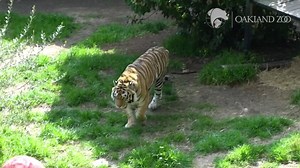 Did you know our 3 tiger sisters used to be privately owned pets, used as photo props for profit? Hear their story and learn how many pet tigers there are in the U.S. in this video 🐅 More about our tigers: https://www.oaklandzoo.org/animals/tiger-generic | Oakland Zoo