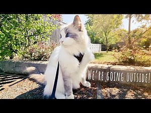 Taking my cat for a walk | Harness training | Ragdolls Pixie and Bluebell
