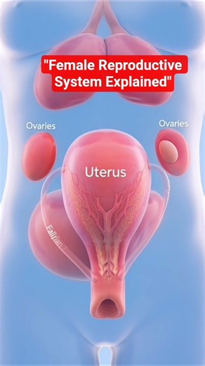 Female Reproductive System Explained | Menstrual Cycle & Ovulation (3D Medical Animation)