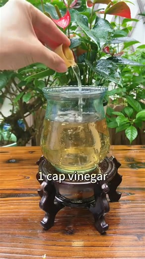 1.1K views · 12 reactions | Diy rooting water#plants #garden #gardeningtips #roots #diyhome | Farmer1 | Facebook