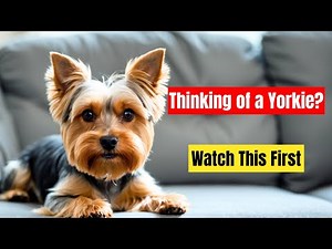 Yorkshire Terrier Owner Guide (Temperament, Care, Training)