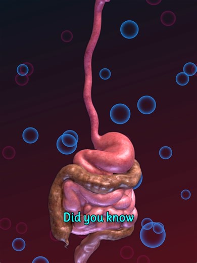 The Fascinating Journey of Your Digestive System: From Mouth to Gut