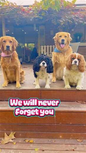We will never forget you #dogshorts #cutedog #goldenretriever #cavalier