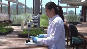 Scientists work to alter plants to fight climate crisis