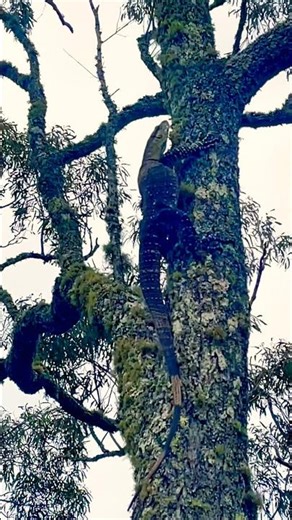 Big Lizard Climbing a Tree! #reptiles #lizard #climbing