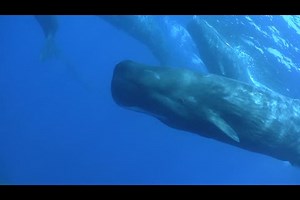 Sperm Whale Pod Stock Footage Video (100% Royalty-free) 5642735 | Shutterstock