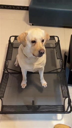 金毛猎犬 on TikTok