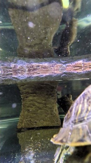 Red-eared Slider Turtle - Petco - Las Vegas, NV