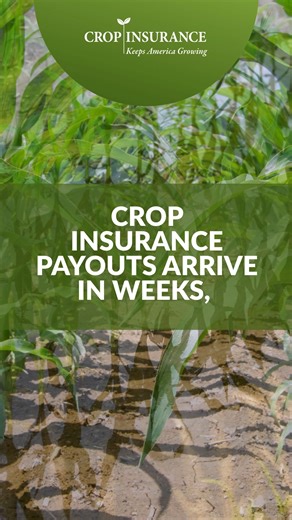 9.3K views · 26 reactions | When disaster strikes, #cropinsurance delivers. Payouts typically arrive in weeks, not months, helping farmers recover quickly and get back to business. That’s protection American farmers and ranchers can count on. Check out this and other crop insurance facts: https://bit.ly/3yIt0a2 | Crop Insurance Keeps America Growing | Facebook
