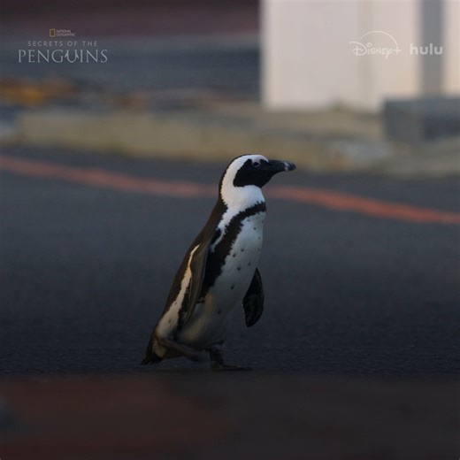 What would happen if a penguin left the ice for city streets? It’d look a little like this 🐧 #SecretsOfThePenguins is now streaming on Disney and Hulu. | National Geographic Animals