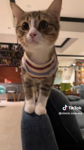 Why are you walking around Cincin.. | cincinnati