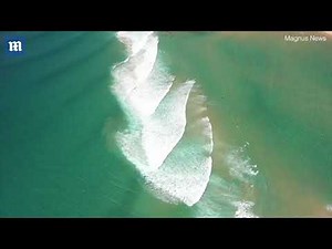 Wild hippo splashing and surfing in waves of Ponta do Ouro beach