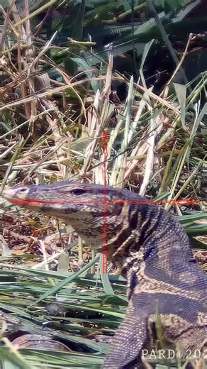 Berburu biawak // monitor lizard hunting