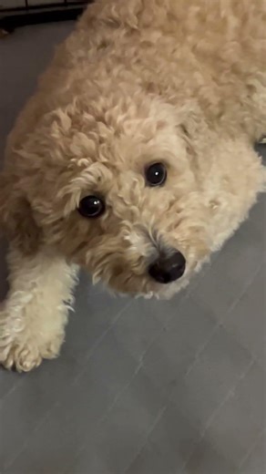 Adorable Mini Goldendoodle Puppy Stares at the Camera – Too Cute to Handle!