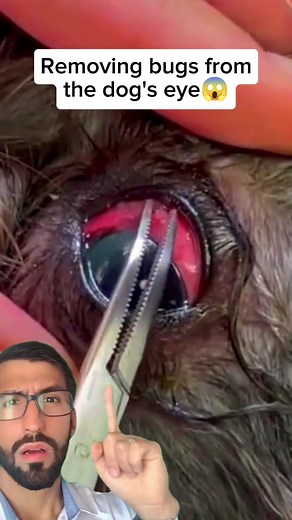 #dog #animals #veterinary #parasite #botfly #foryou #cyst #botflylarvae #botflylarvae