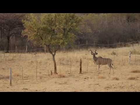 Kudu Hunting in Namibia 2010