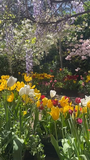Petrina on Instagram: "Happy floral Friday - sending good gardening vibes your way 🌸💕🌱"
