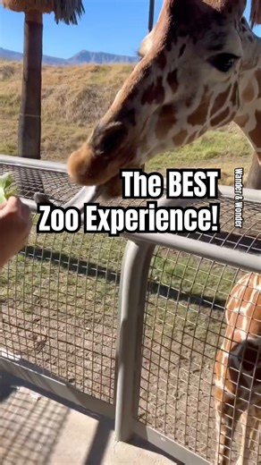 POV: Hand-Feeding a Giraffe! Incredible Zoo Experience! #Shorts #GiraffeFeeding #LivingDesert