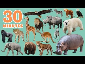 30 Minutes WILD ANIMALS Names In English
