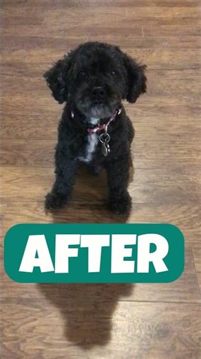 Before After Dog Grooming #cockapoo #doggrooming #beforeandafter #doglovers #dogparents #rescuedog