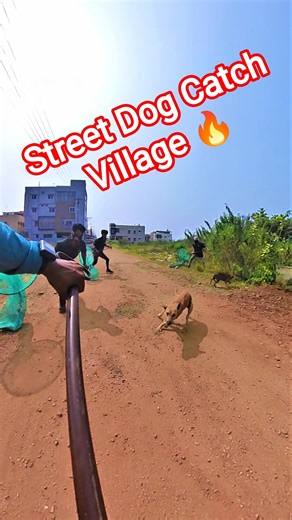Street Dog Catch Fielding #pets #dog #shortsvideo #shorts #animals