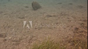 Noble Pen Shell or Fan Mussel - Pinna Nobilis - Dead Shells in Adriatic Sea after a Deadly Invasion of a Parasite in 2020