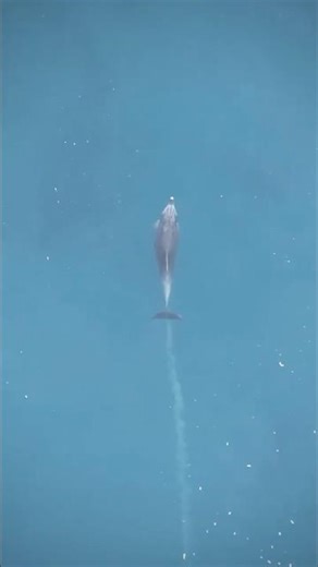 whats dolphin poo look like? 💩DJI