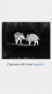 72K views · 108 reactions | Step up your hunting game with the Pulsar Krypton 2! This thermal front attachment guarantees clarity and performance, slicing through fog and rain like it's nothing. With a compact design, solid 11-hour run time and the ability to transform into monocular, the Krypton 2 is your ultimate adventure companion. Watch the latest footage, captured using this game-changing device. #Pulsarvision | Pulsar | Facebook