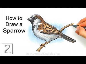 How to Draw a House Sparrow Bird