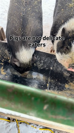 The last checks of the night are complete. Everyone is doing well and we got 12 eggs.. that surprised me! | The Hobbled Homestead