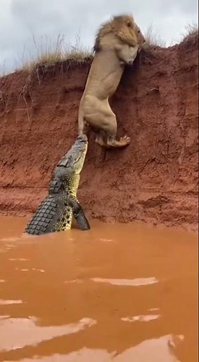 Lion's Struggle: Climbing Up as Crocodile Pulls Back #wildlife #struggle #naturefight