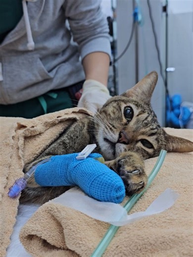 Sheila Sim 沈琳宸 on Instagram: "Goodbye, Jups. We are grieving and missing you because you've been such a big part of our lives. I didnt realized how much I'll miss you until youre now gone. Your gentleness, your quiet presence, your loving eyes... Thank you for the love you had for all of us. Especially Papa and Layla. And your acceptance of Pito. It happened all too soon. I wish I'd cuddled you more, gave you more treats, spent more time with you at night when you climbed up to our laps. We will