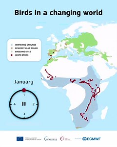 1.2M views · 3.6K reactions | Seasonal bird migration between Europe and Africa | Online Maps Blog | Facebook