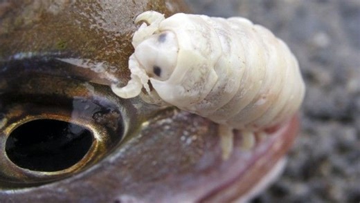 Some Of The Most Awful Parasites In The World