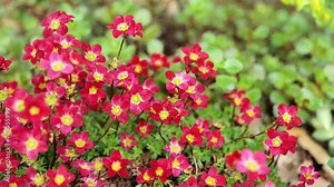 saxifrage flowers.red flowers for rocky hills and rock gardens. Low growing ground cover flower.blooming saxifrage bush on a stone close-up. 4k footage