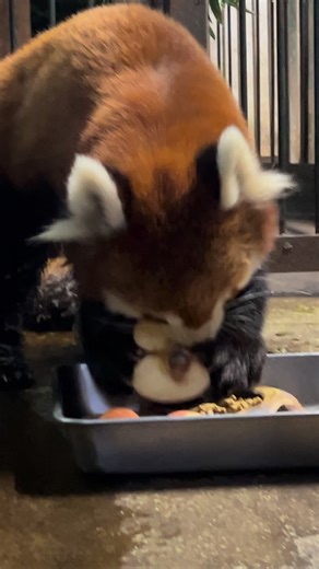 2026-01-29 ⁡ 今週のレッサーパンダの菫菫🍎 ⁡ ＊ #旭山動物園 #asahiyamazoo ⁡ #レッサーパンダ #菫菫 ⁡ #動物園 zoo 北海道 hokkaido 旭川 asahikawa 動物 animal | 旭川市旭山動物園（Asahiyama Zoo）