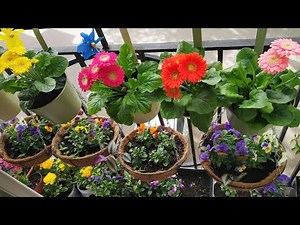 सातरंगी फूलों से सजी छोटी सी बालकॉनी Small Balcony Garden /Organic Gardening landscape