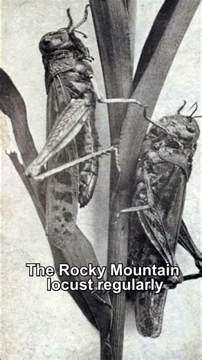 How trillions of insects went extinct