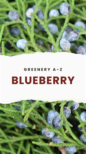 18 reactions | Greenery A-Z — Blueberry Cedar  . . Always a favorite...