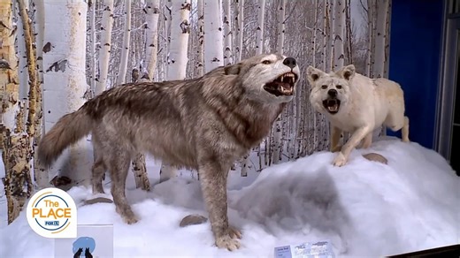 "Lost Wolves of Yellowstone"