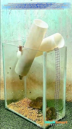 When the Bait Trap Fills: Watching Hungry Rats Enter a DIY Live-Catch Trap