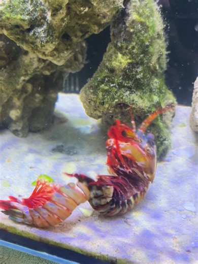 One life of yours, I believe you have never seen a mantis shrimp shed its old exoskeleton like this. It is truly incredible. Do you see it?