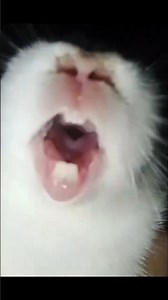 What Sound Does a Rabbit Make? 🐰🔊
