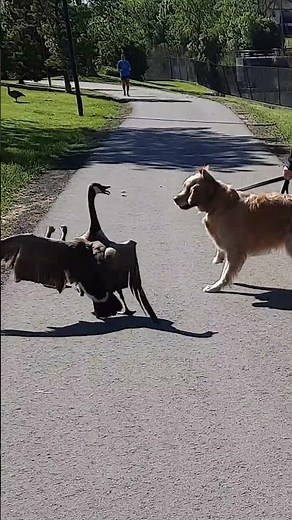 🪿Canada Goose 👊 GUARDS Goslings 🐤🐥 From Dog's ATTACK 🐕
