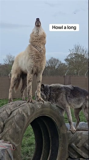Join my wolves for a peaceful evening howl together